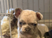 READY NOW KC Registered French Bulldog Puppies