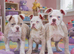 Both vaccines ready now! Olde English bulldogs olde tyme bulldogs