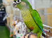 Hand reared Baby Green Cheek conure