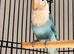 Bounded pair of lovebirds both DNA