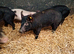 Weaners / growers / finishers