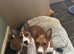 Basenji puppies litter 6 OLNY TWO MALES LEFT 4 months old now