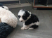 Beautifully bordoodle pups