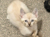 Rare Fluffy Sphynx kittens - Ready now!