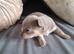 Chihuahua puppies for sale