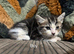 Beautiful mainecoon X British short haired kittens