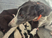 Grayhound pups ready now