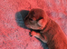 Pug litter