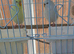 Bonded pair of bugies