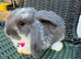 Pure French lops