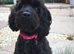 8 month old black sproodle