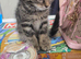 4 kittens for sale