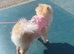 Tea cup Pomeranian dog
