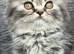 Scottish fold x BSH