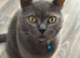 Loving British Blue Male Cat, 6 Years Old – Forever Home Needed