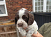 Sprocker
