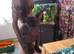Stunning Sphynks kittens, Ready Now