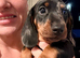 Beautiful Dapple Dachshunds