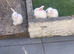 3 beautiful albino mini lops