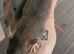Dwarf rats