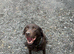 Stunning 8 Year old working choclate lab
