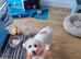 Girl cockapoo