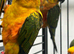Hand Reared Baby Sun Conures