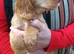 Working cocker spaniel puppies