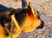 Trained Security Dog