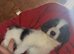 6 Border collie X jack russle pups for sale