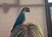 Conure and quaker