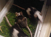 Adult trio breed your own tri-colour delivery available