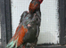 Black jap x hint cock