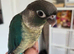 8 week old handreared conure