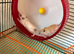 Baby gerbils