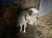 Saanen billy goat (entire)
