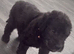 Bedlington terrier puppies