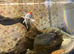 Fish tank and stand with 3 fish