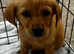 Labour puppys