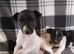 Jack Russell puppies