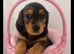Miniature Beautiful long hair dachshunds
