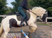 Gorgeous piebald cob