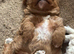 READY NOW, £1100 ono, Super cute Cavapoochon’s