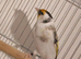 Pied Siberian goldfinch