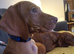 KC Registered Hungarian Vizsla Puppies