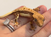Various baby and adult crested geckos