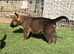 Working line German shepherd puppies