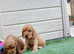 Cocker Spaniel Puppies