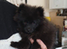 Pomeranian blue female puppy