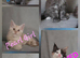 Gorgeous pedigree kittens